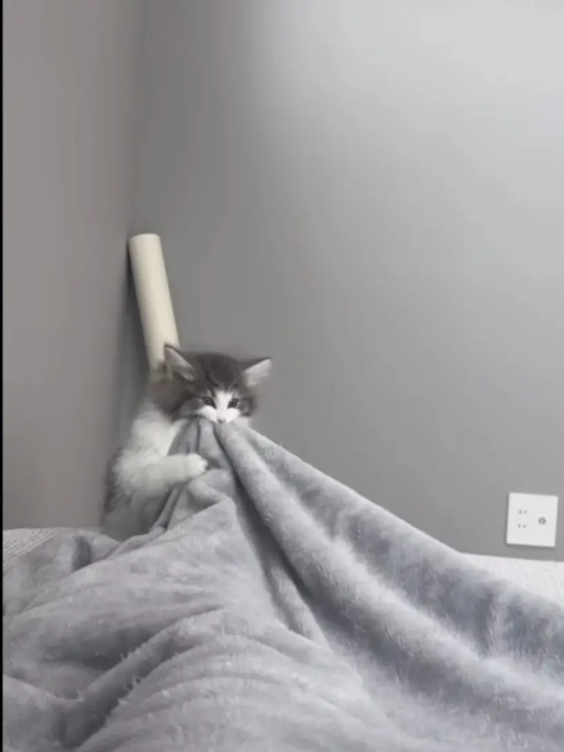 TimidRiver4084의 1匹の猫を飼い始めた5知将