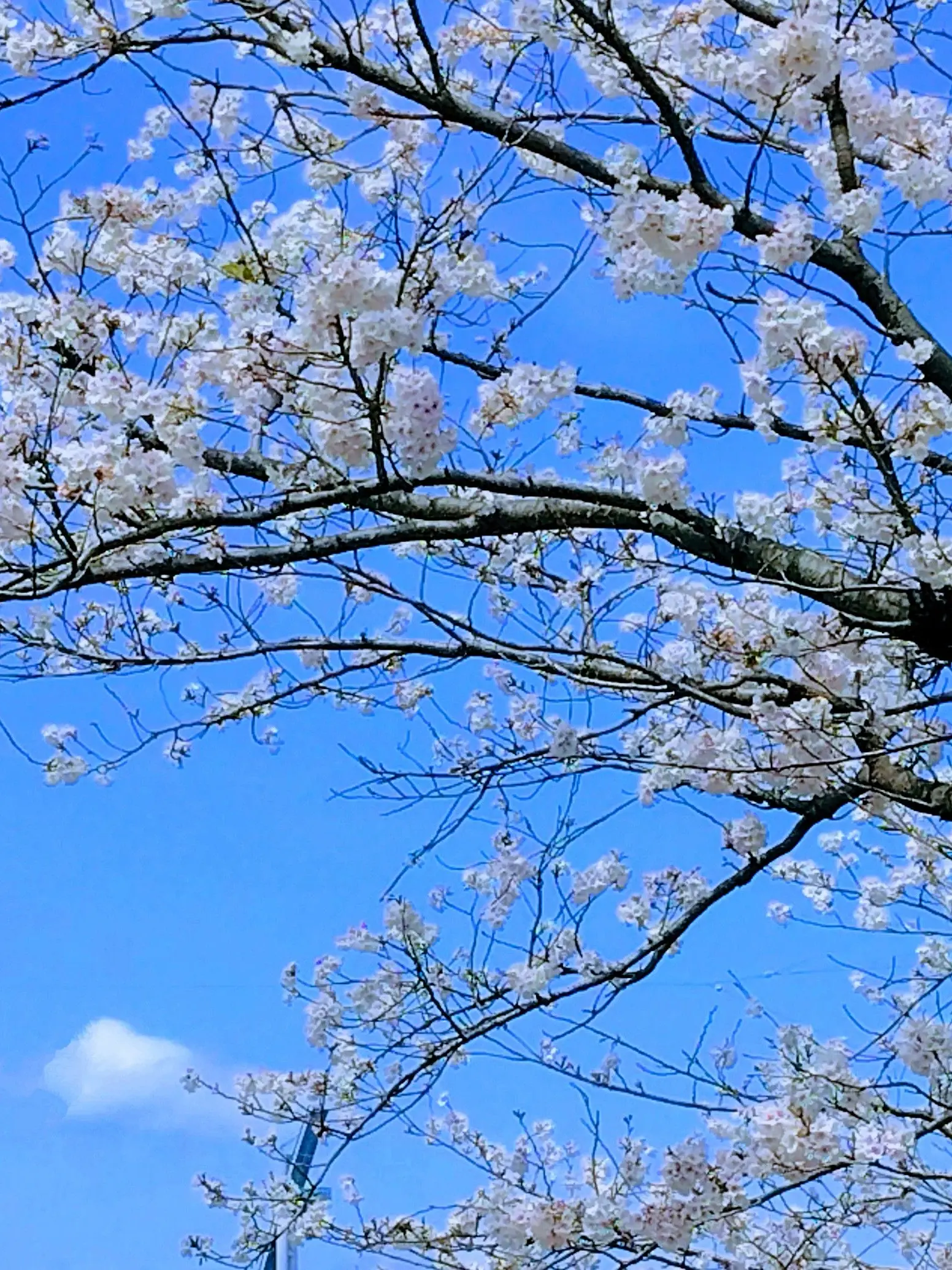 ProudLeaf4393의 とっても自分用2