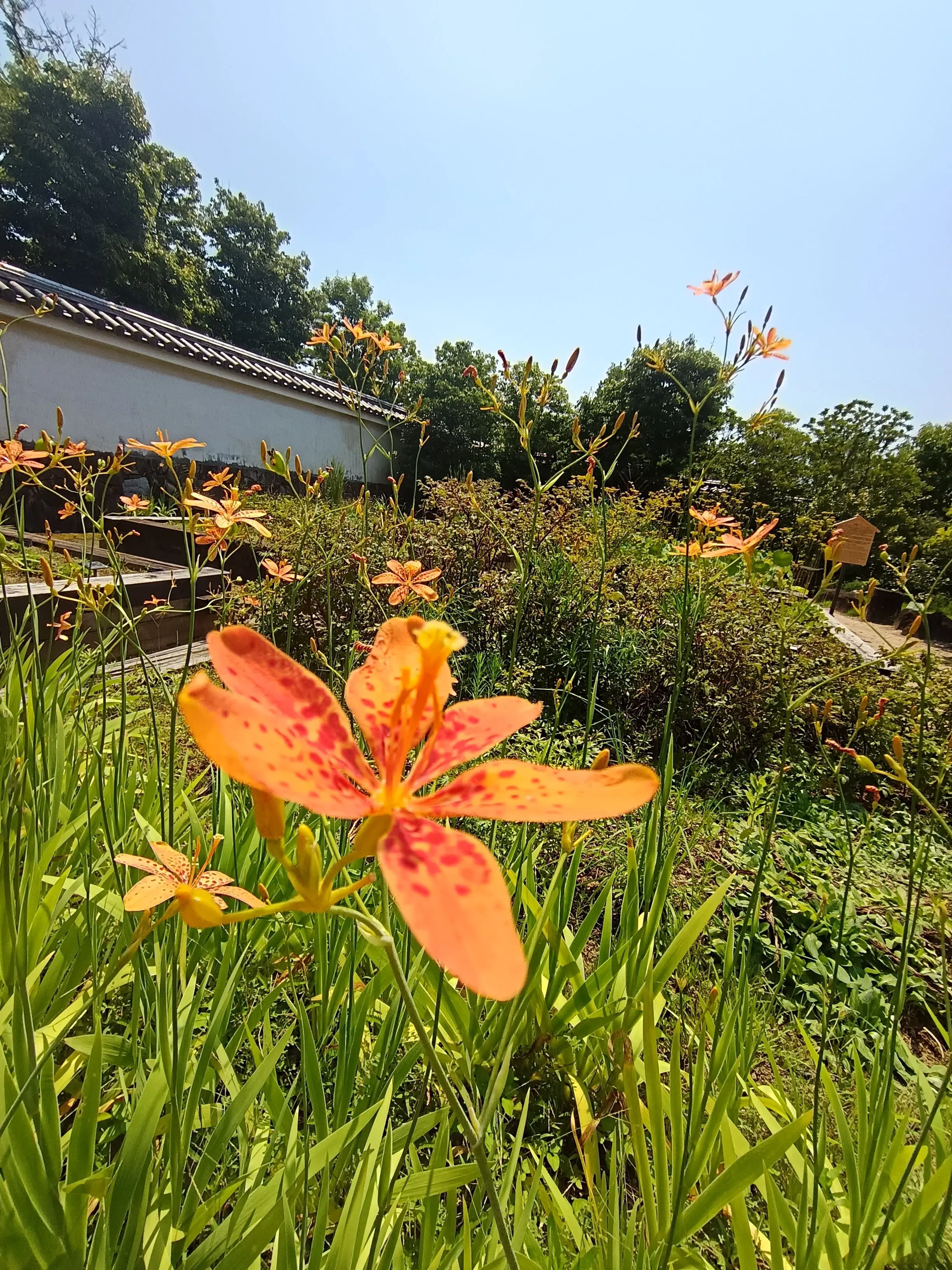 Ayanamaru83의 はたらく細胞!