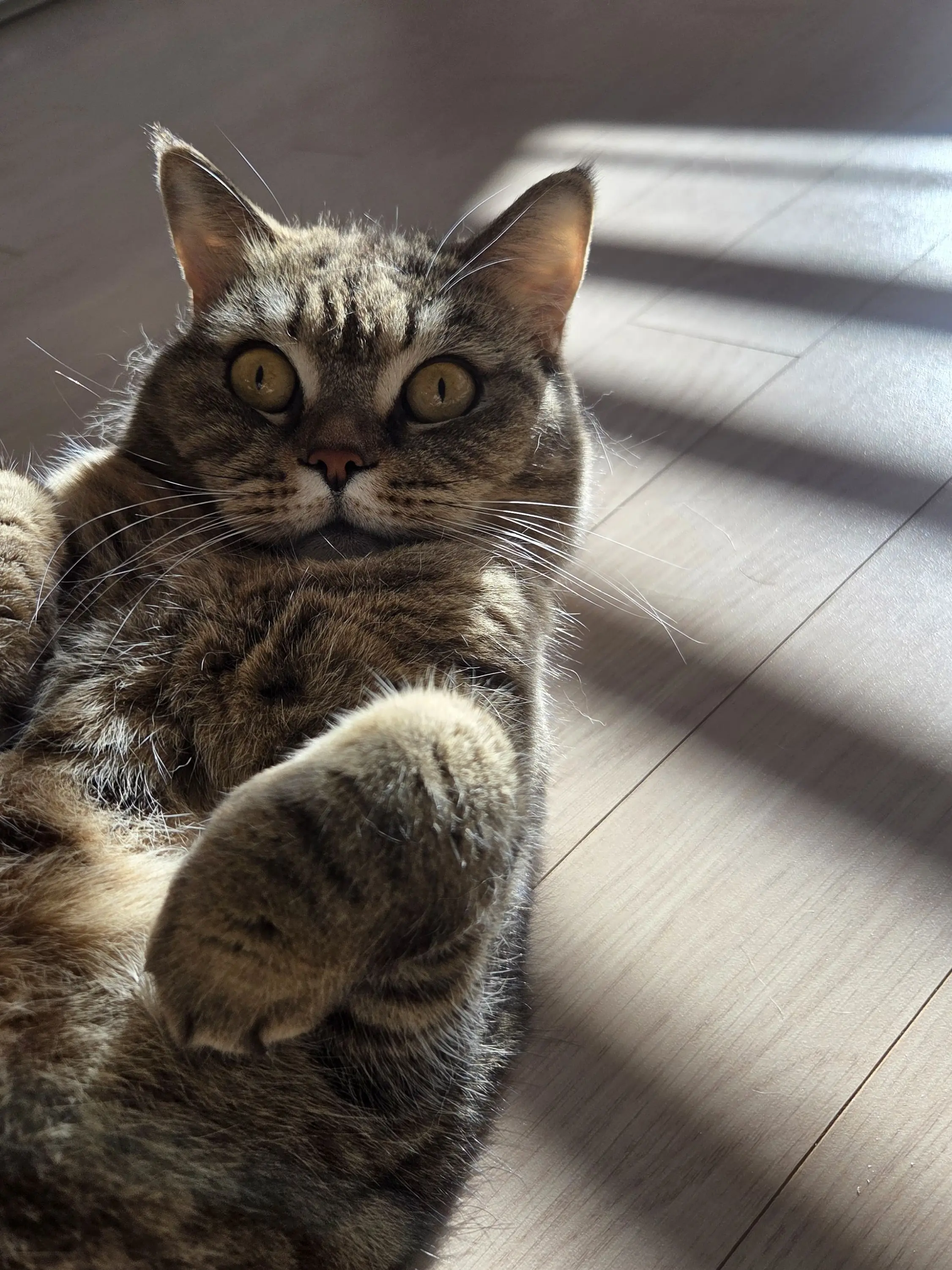 SnowyPail1914의 10b 입 염증 제거하기~