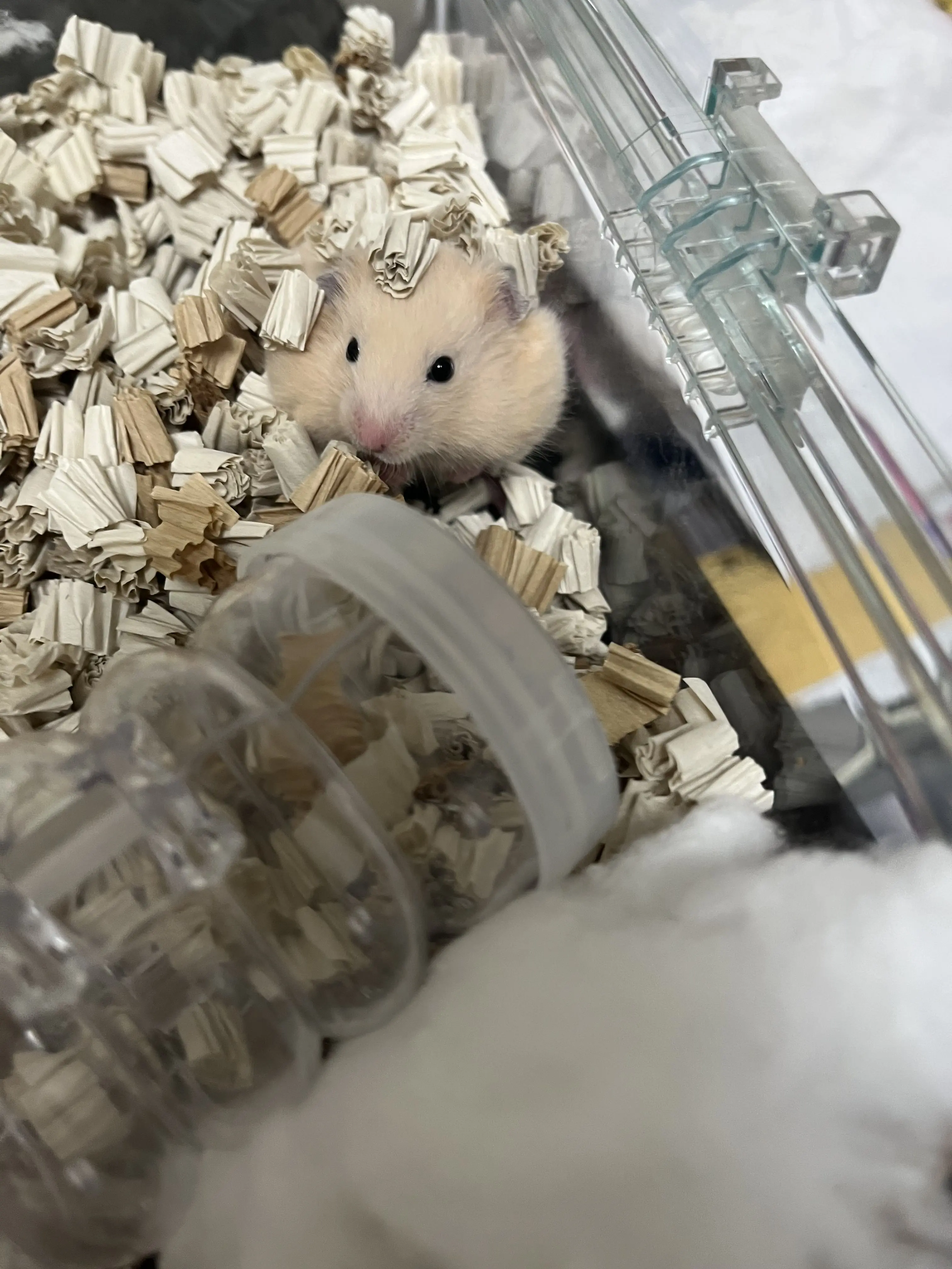 pppp_ero338의 俺はハムスター
