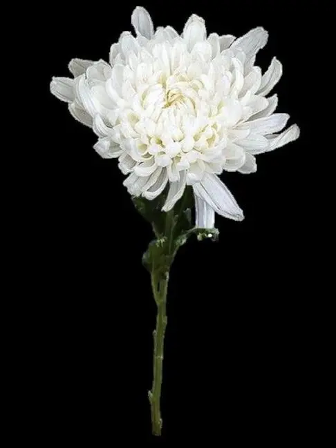 NEVEL의 삼가 고인의 명복을 빕니다.