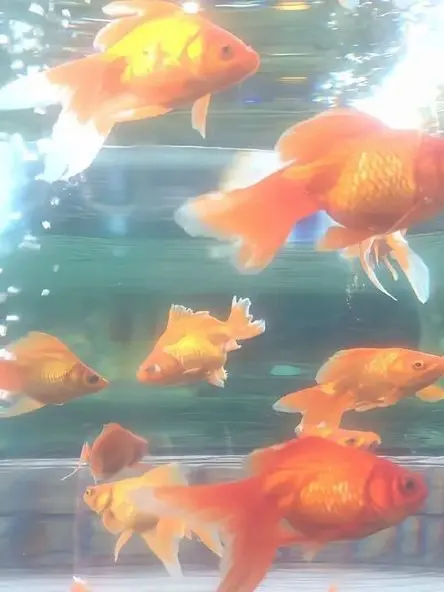 BlackLinen333의 백하연