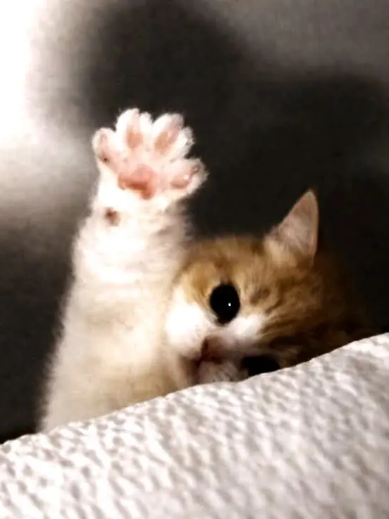 TautAunt1872의 고양이 길들이기