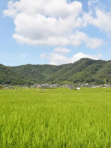 monyamonya1009의 田舎の夏