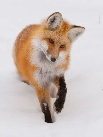 Chu._.의 愚か