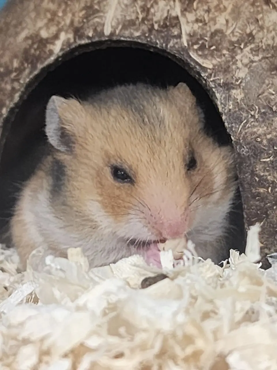 TETOGIRLS의 재벌 막내 친자식이 유저?+양녀 여우