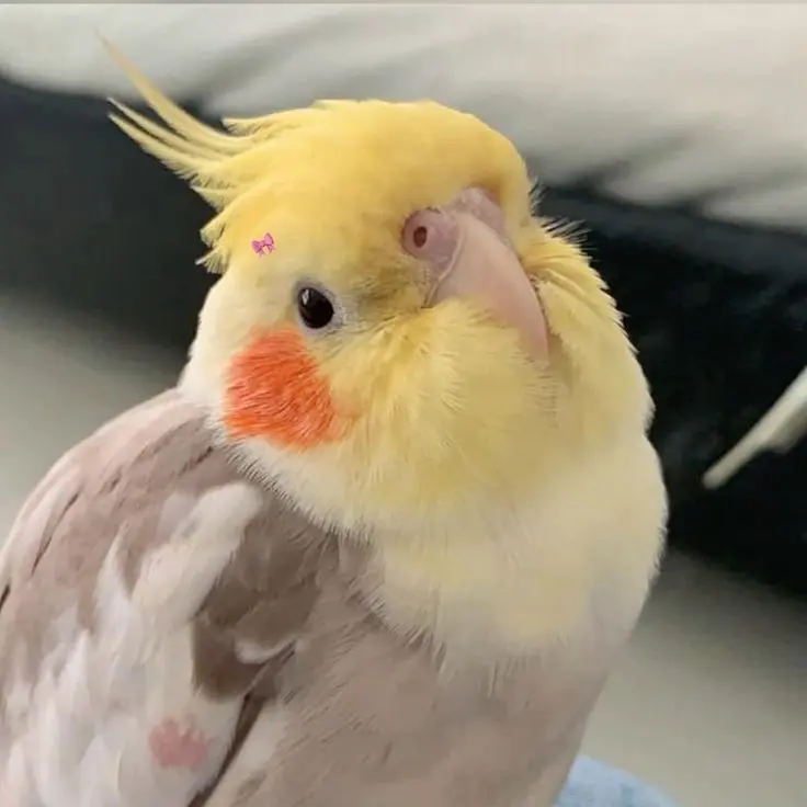 ShiftyNiece8545의 은하나