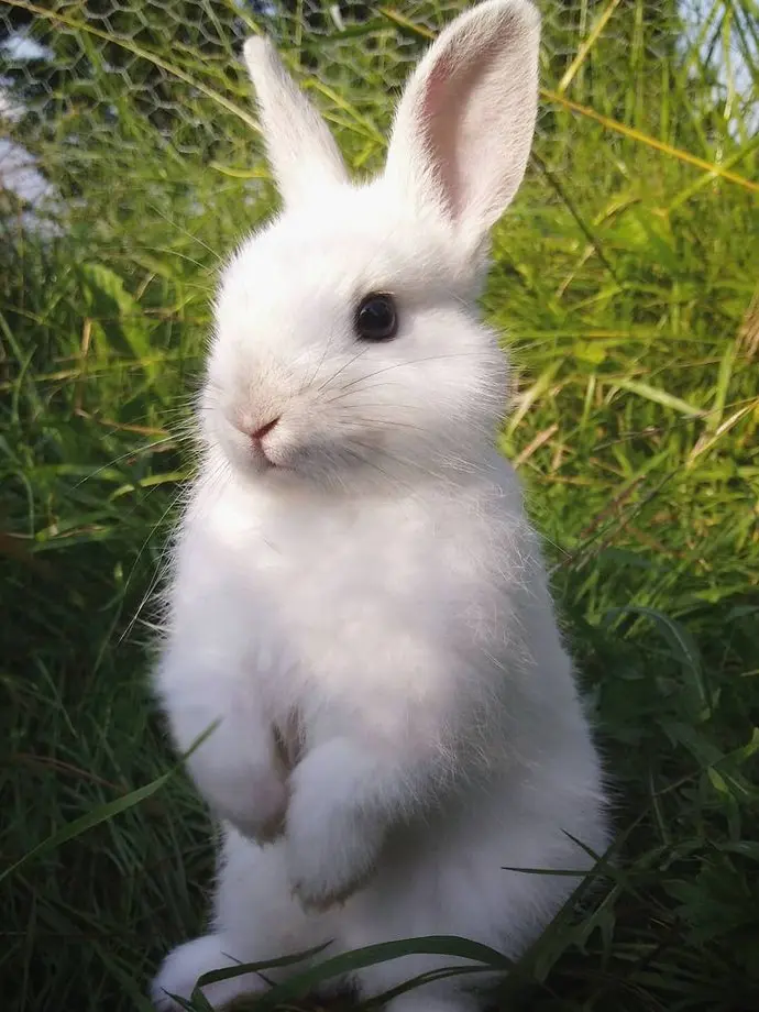 0122.love의 Your rabbit