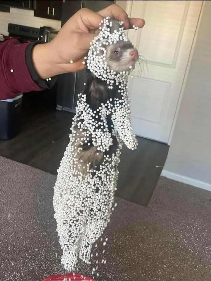 Takotakotacos의 不思議の国のアリスパロ👻 🔪🐙🌟