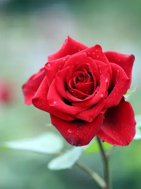 평범한?조직물 대표 이미지
