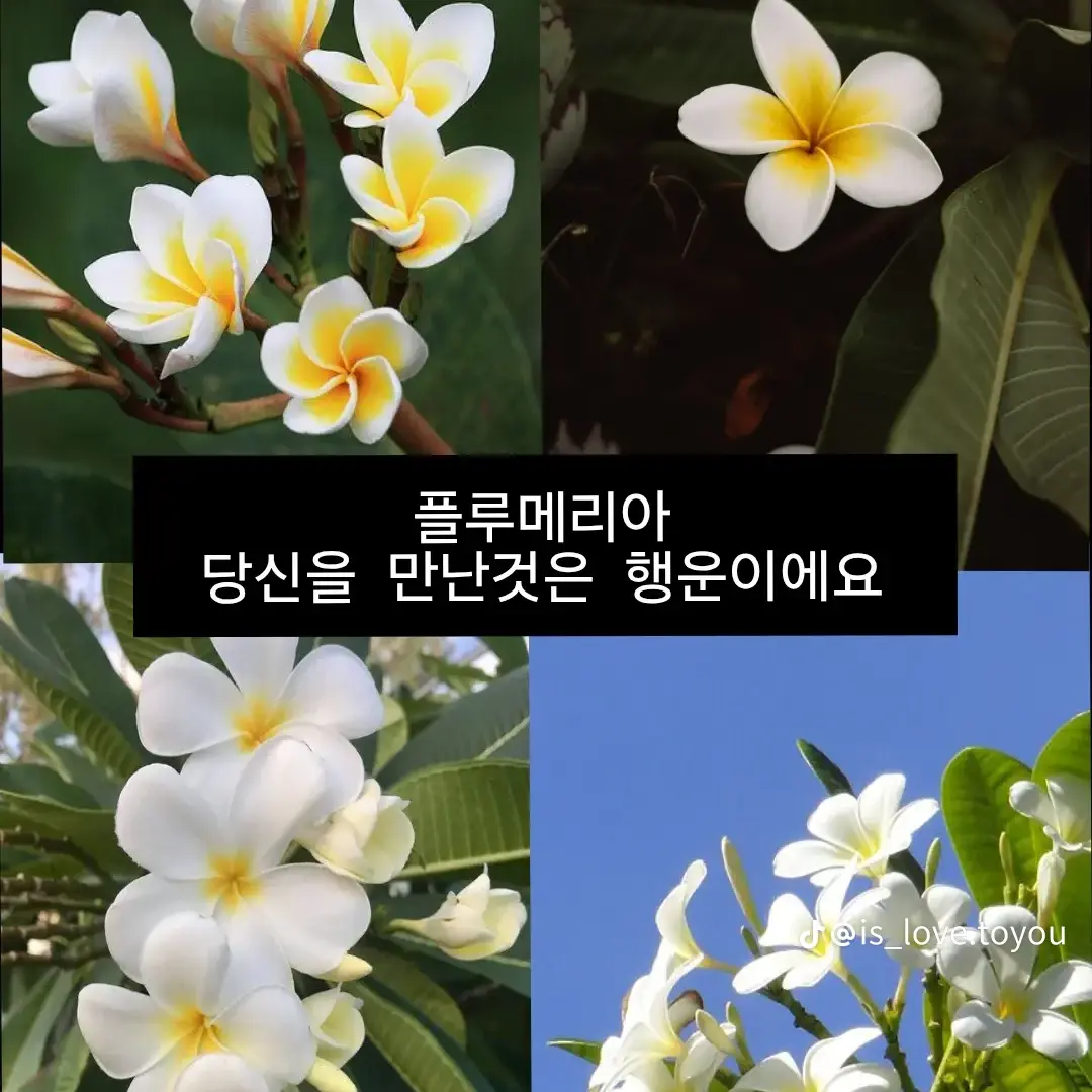 Posakhengongbang의 [프랜드 엘리엇시점]얀데레 찬스2