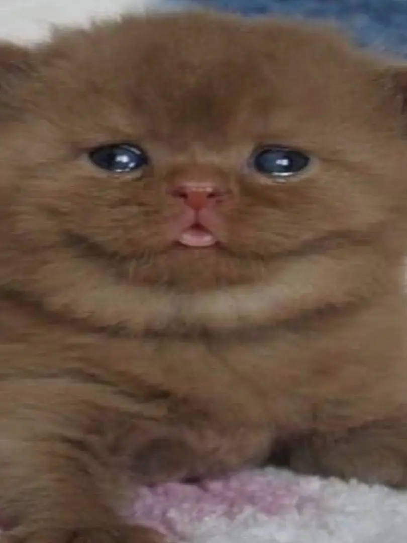 MustyPlain4731의 Mistaken Kindness