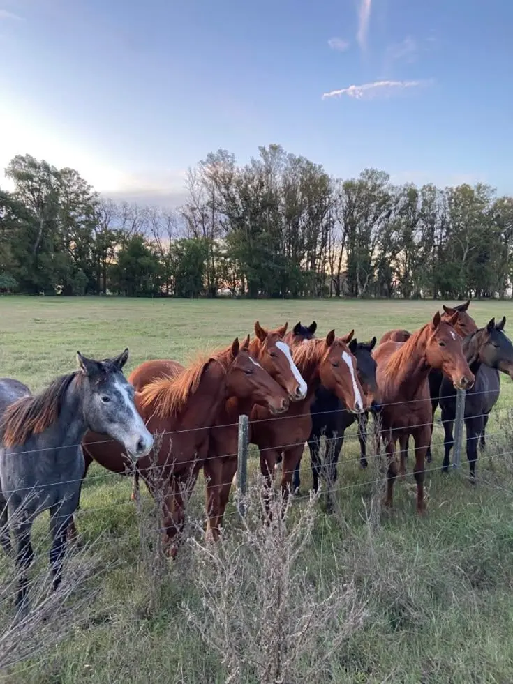 PetiteBear1350의 Family horse ride 🐴