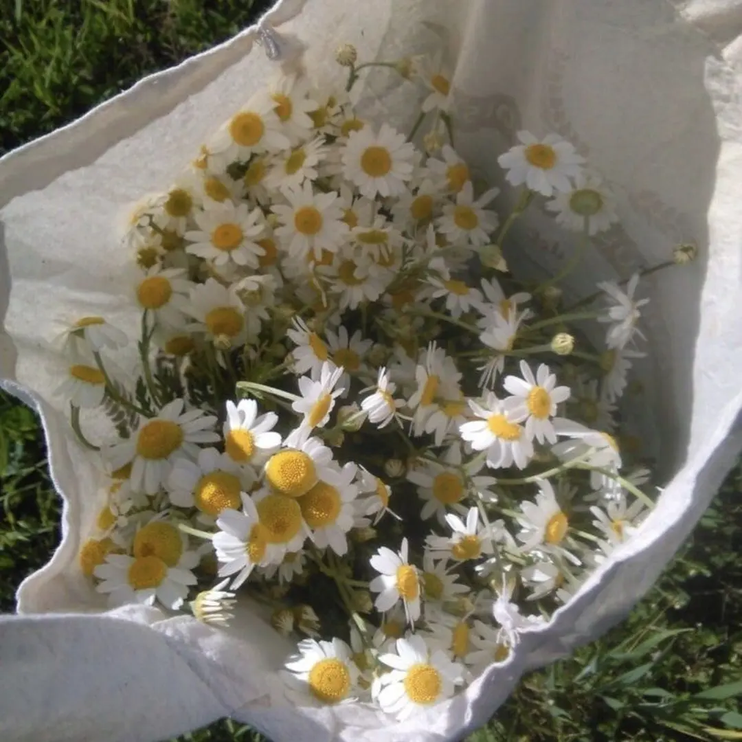 Code_Name-Onyx의 리레볼루션