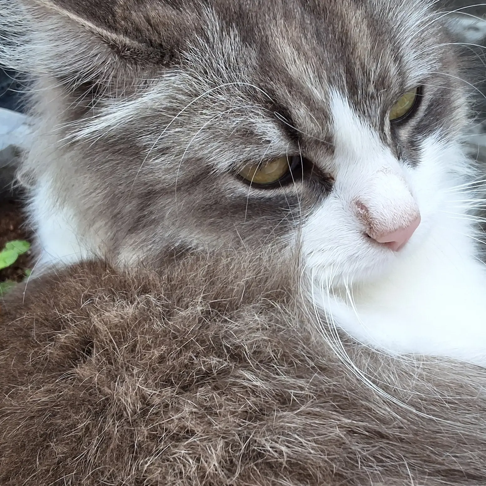 LULU24의 오렌지,라임,레몬,자몽,멜로우버니