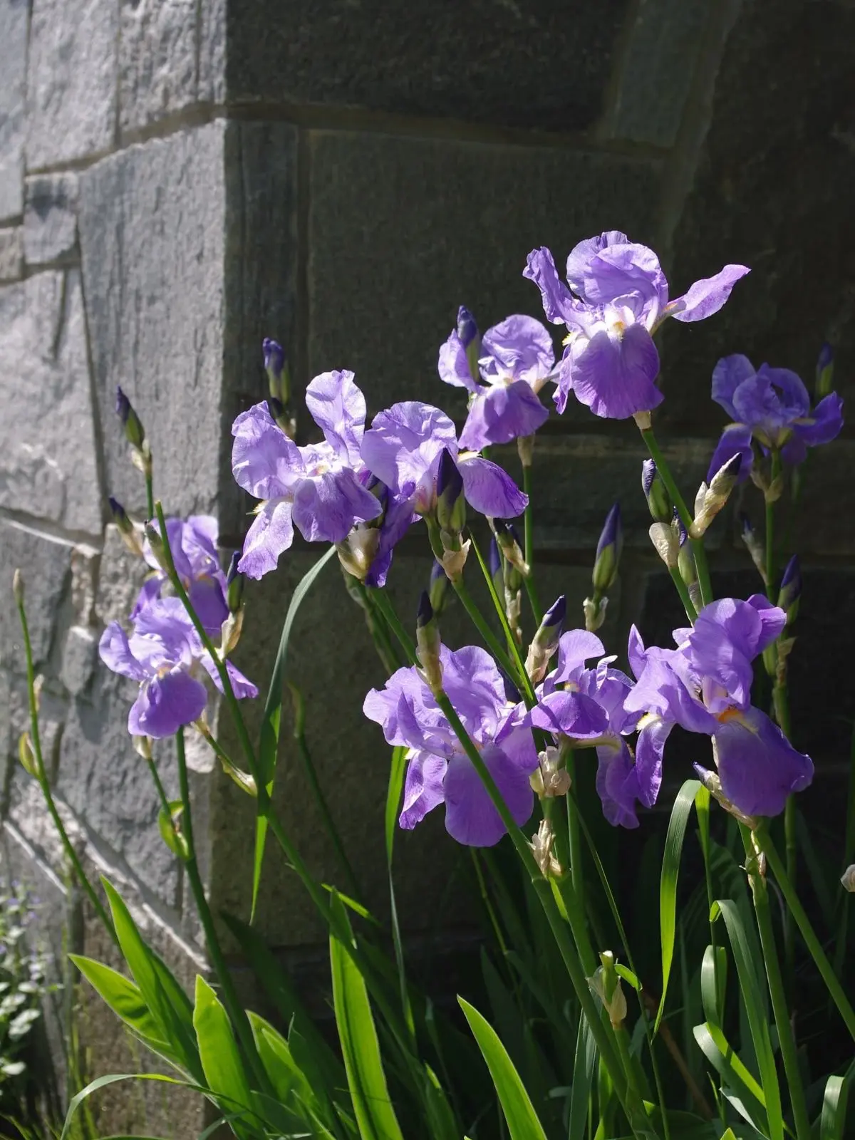 Hank3532의 파이브