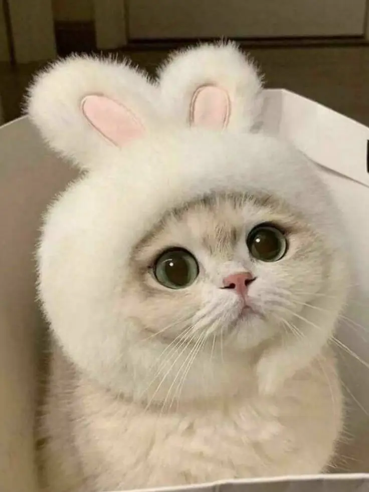 LonelySwine5746의 激重先輩と溺愛幼なじみ