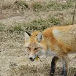 HIDOYA의 댕컴인데..신입이 여우?