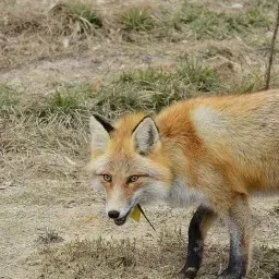 댕컴인데..신입이 여우?