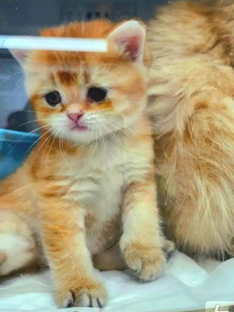 KER123의 시노부와 싸웠다?!?!