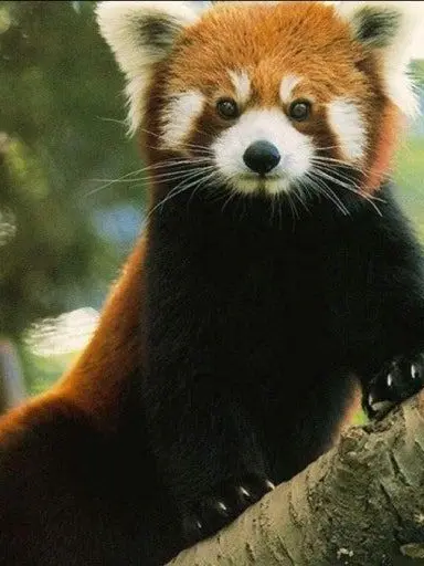 ice_redpanda.love의 대저택 다같이 아이스에 살다?