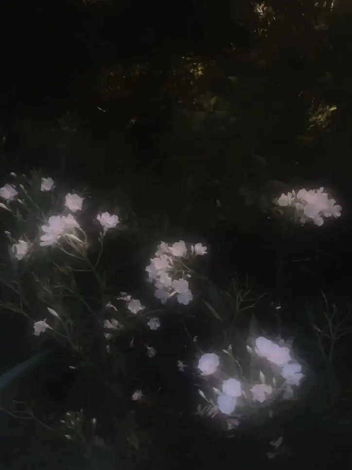 likedokja0215의 KDJ