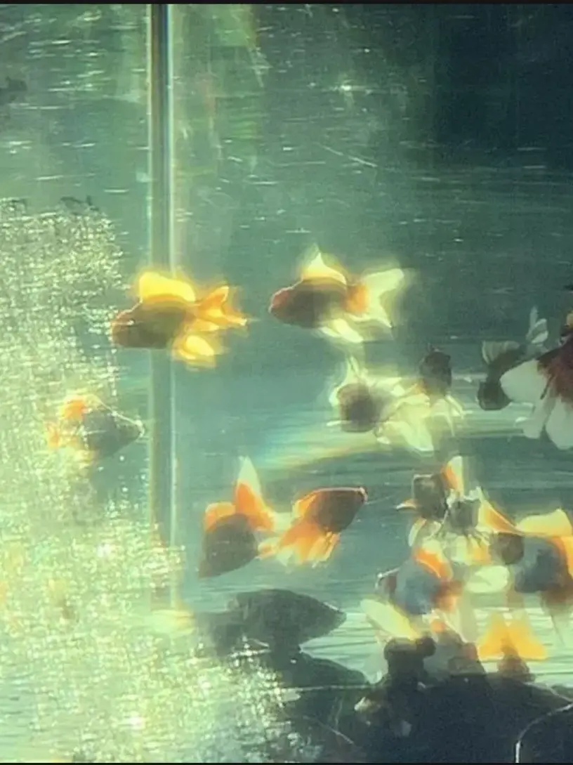 02.x_Jellyfish의 아 샤갈 ;;