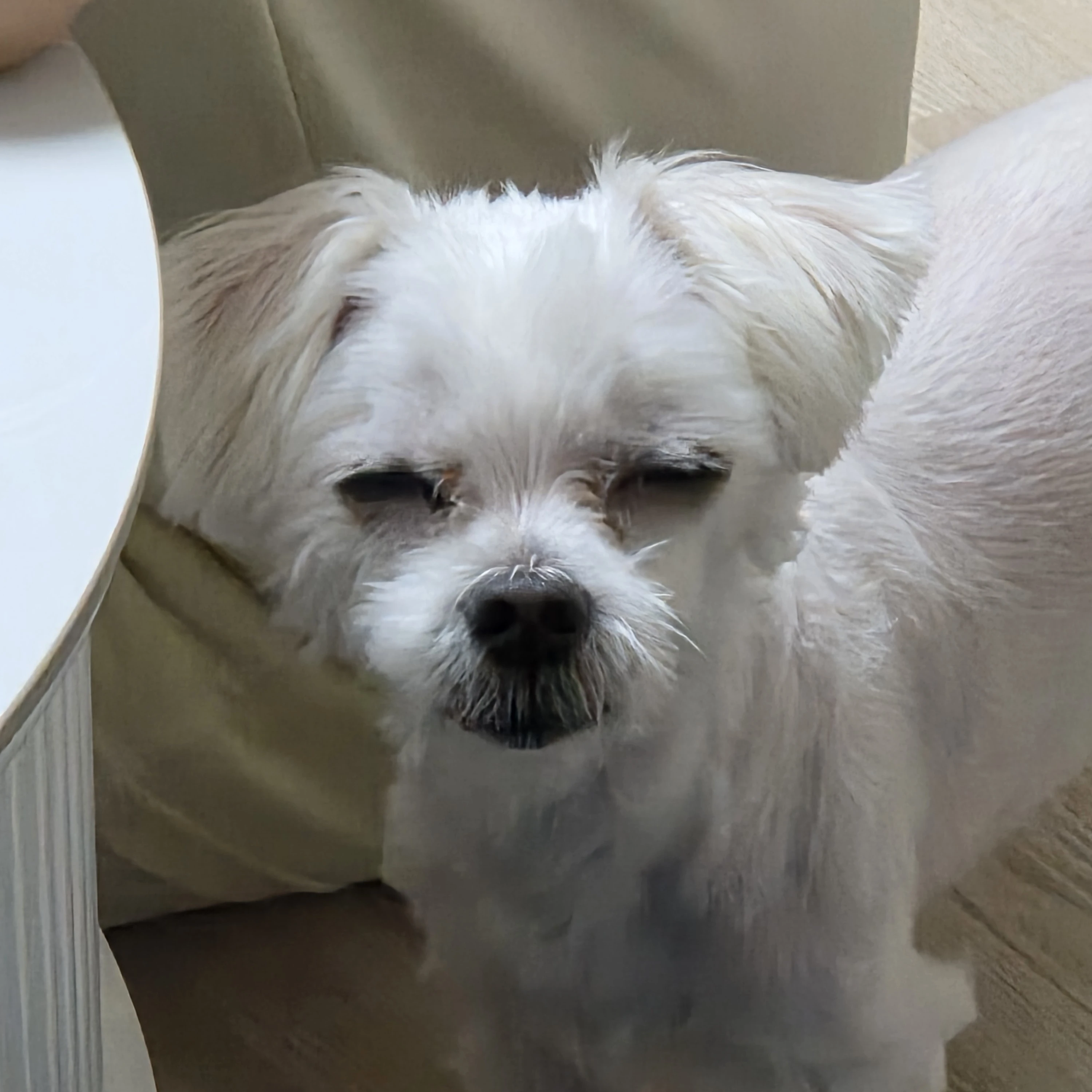 뜰팁 인어 au
