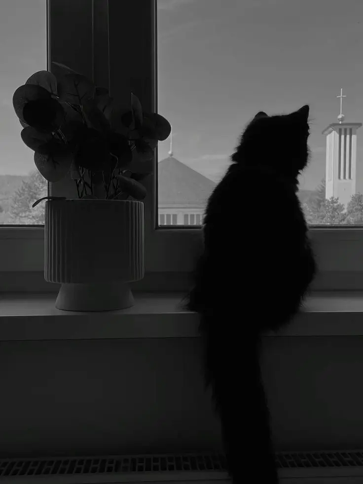 H.Y.N의 너는 검은고양이야.