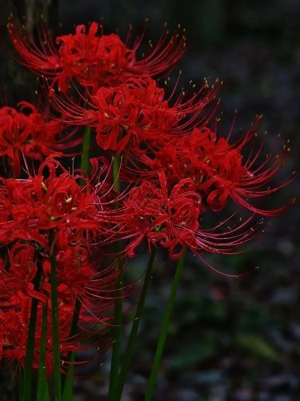 DaringTwig2735의 祓い屋と幽霊