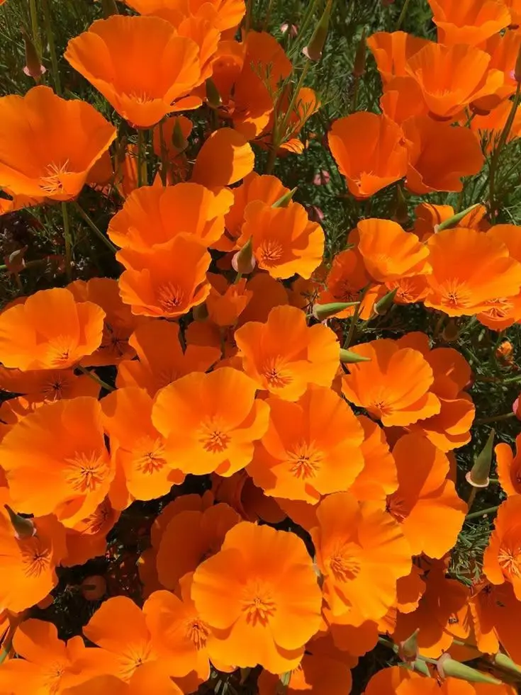 dpxnp의 내가 구미호인걸 들켜버렸다