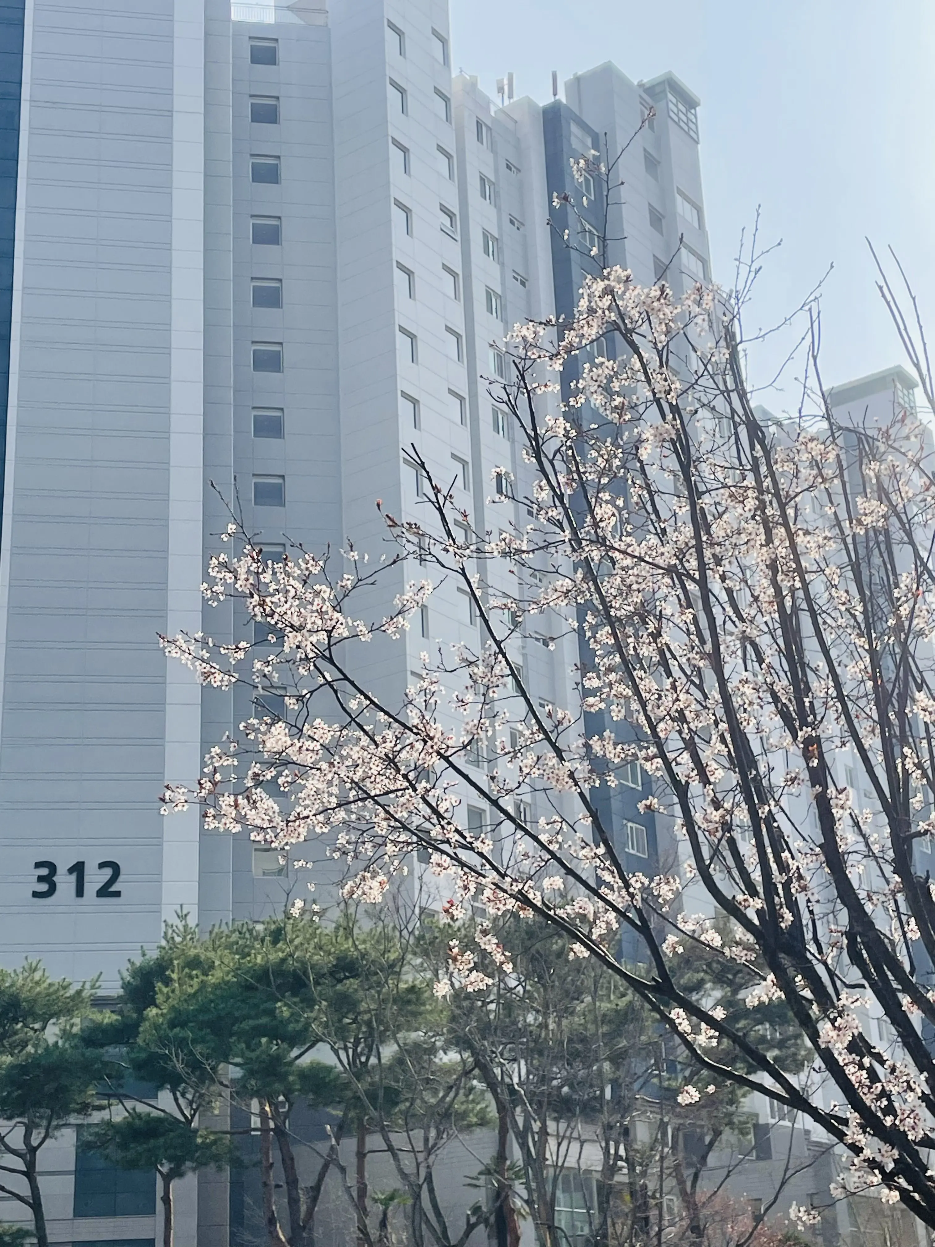 PromptGems9626의 탄지로가 내 남편?!!!