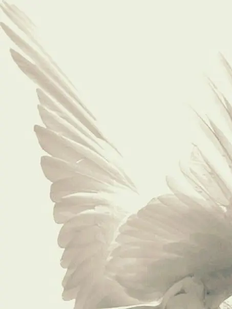 Sotriperh의 Rigel your Guardian Angel