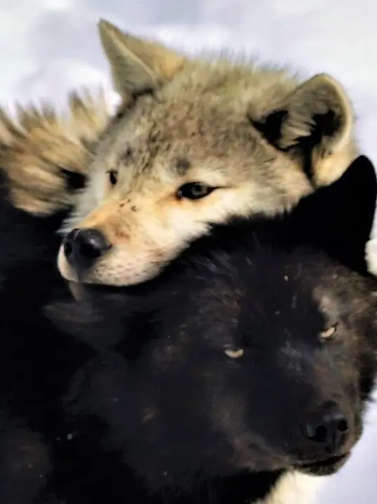 RaspyLife4918의 Wolf Pack
