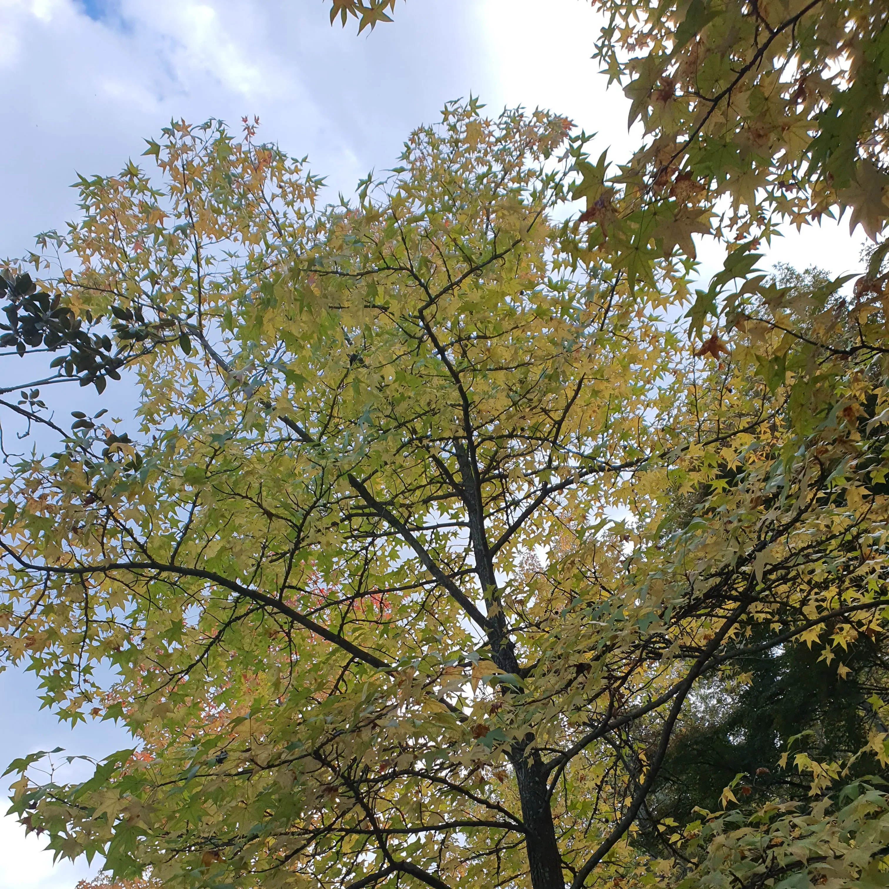 ChubbyCrane2960의 이세계 F6