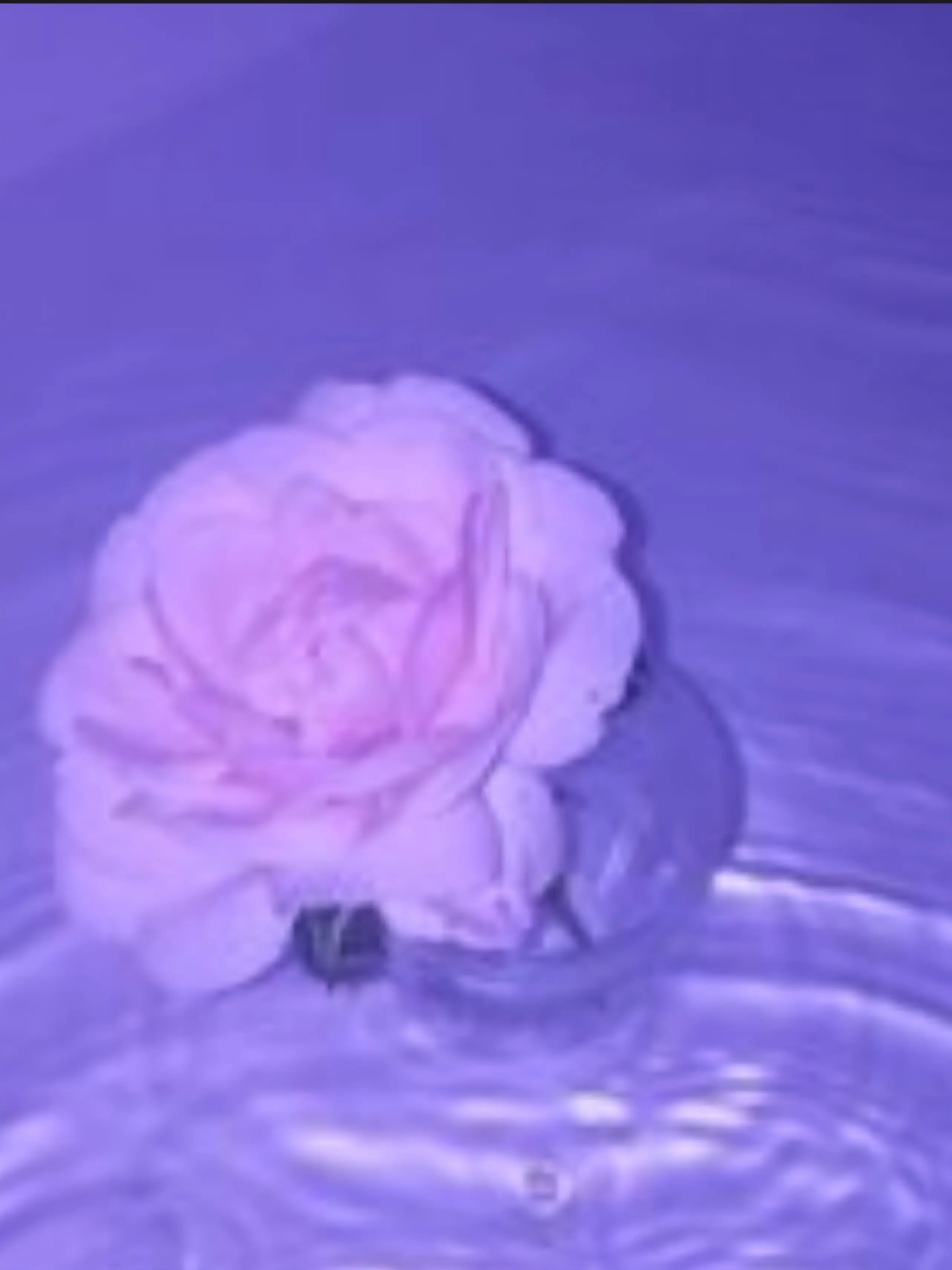 TacitBed4433의 사립 뜰팁고