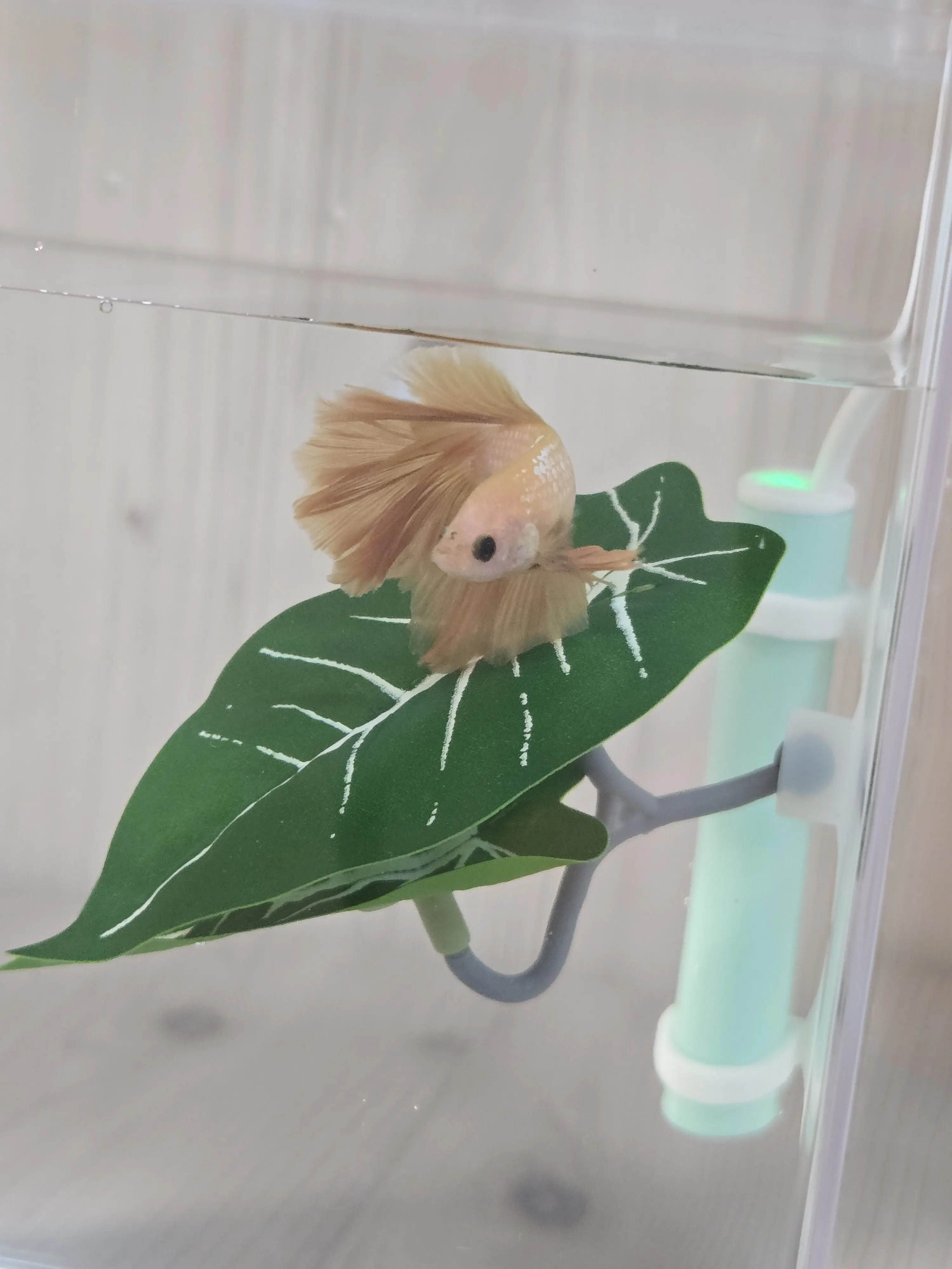cutienami의 호박이