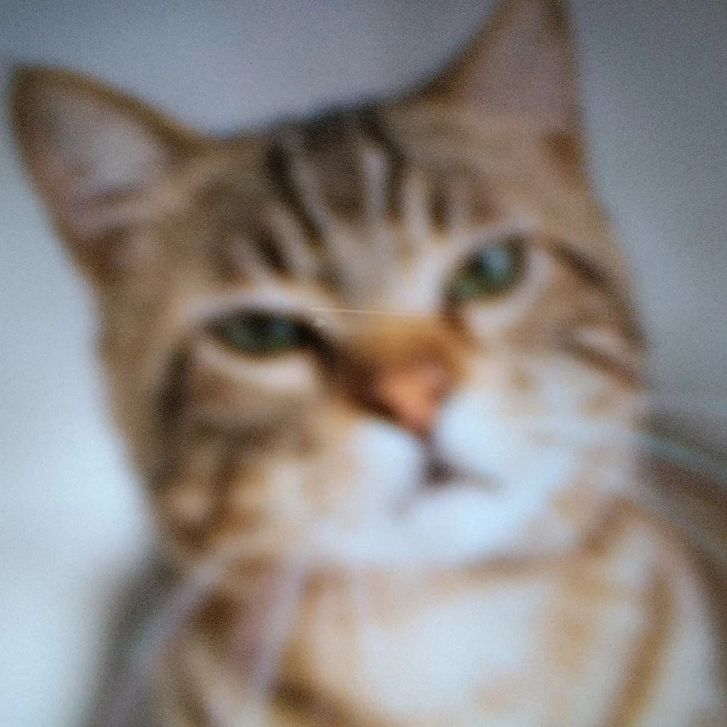 LazyFilm3534의 미수반1 (여우 있음)