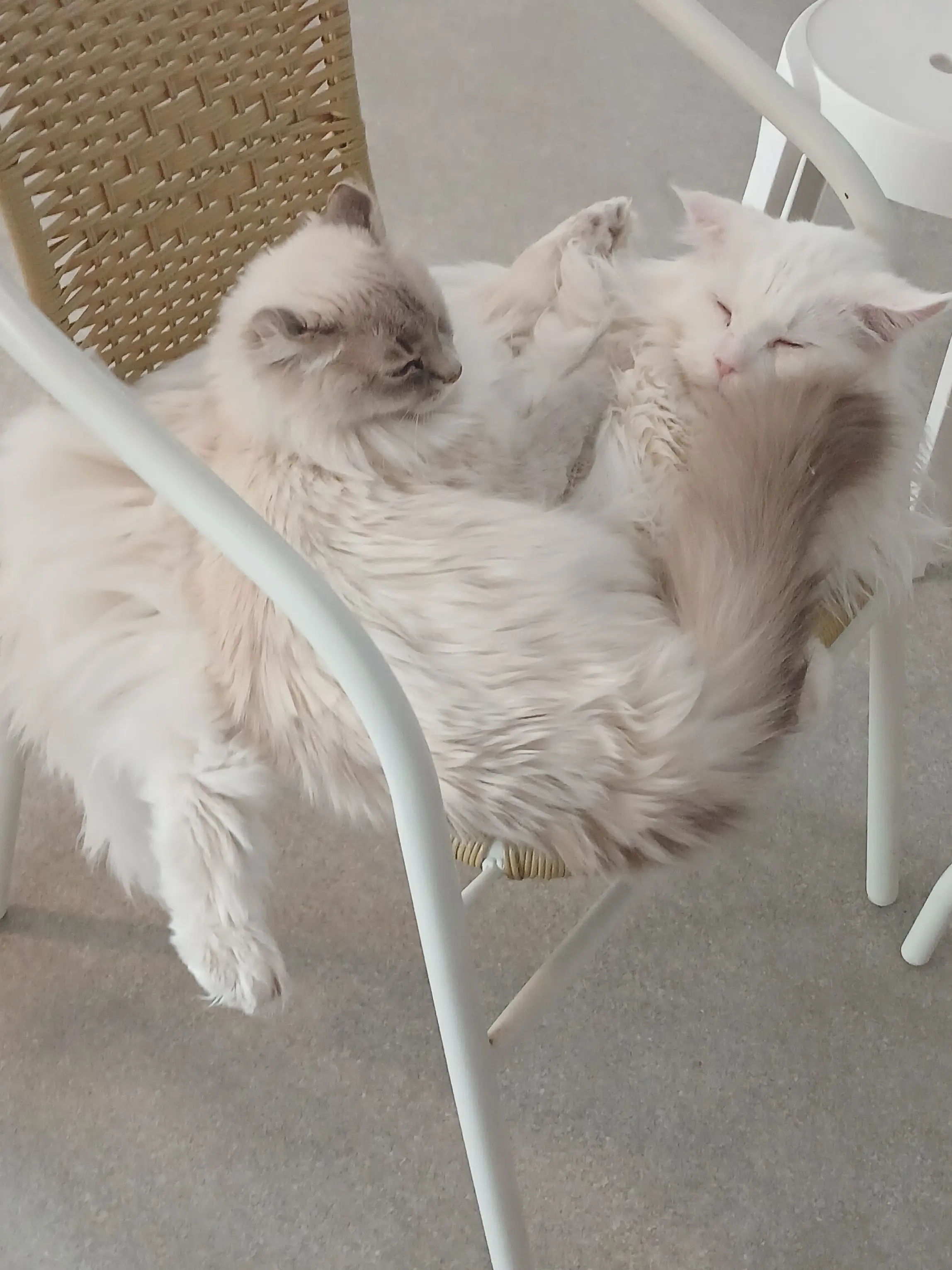 HazyBooth9354의 소멸💗