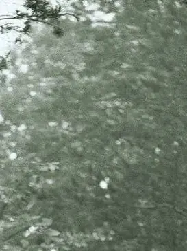 LinearSwine2837의 。