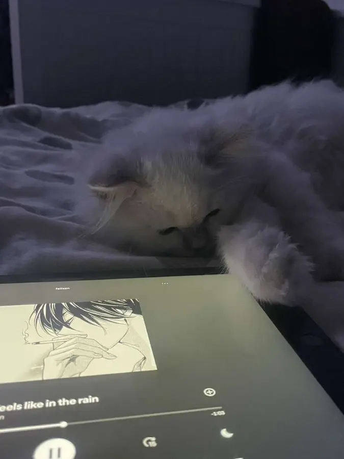 WetBlade6641의 猫
