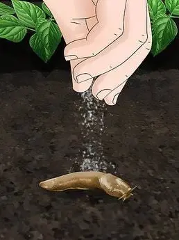 Imgoja의 소금 뿌려진 민달팽이