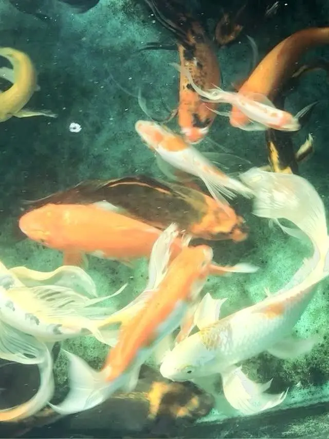 Hhhhhh_의 타케시 쇼