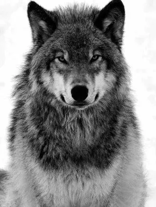 NiceCodec0241의 팀큐브 초능력 고등학교(늑대)