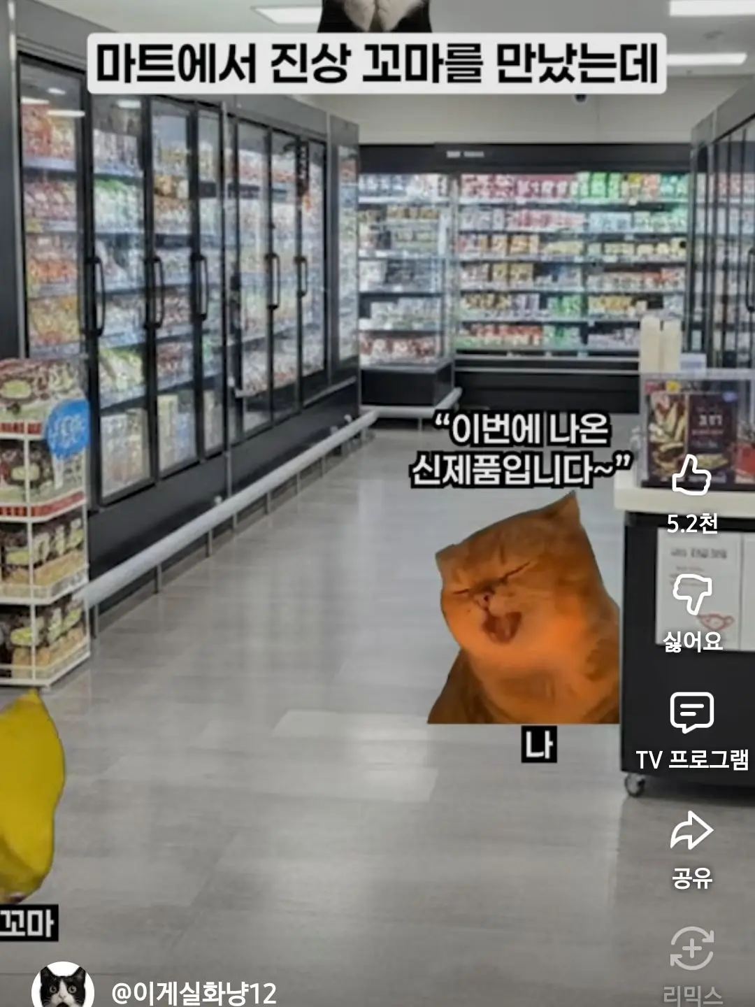 kim_yaree의 고양이 밈 세계관