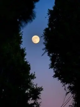 LovingSweat6450의 패러다이스 히어로&빌런 물