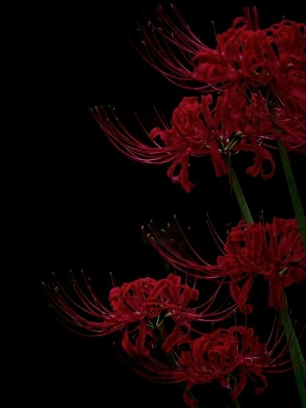 𝐒𝐡𝐞'𝐬 𝐆𝐨𝐧𝐞 대표 이미지