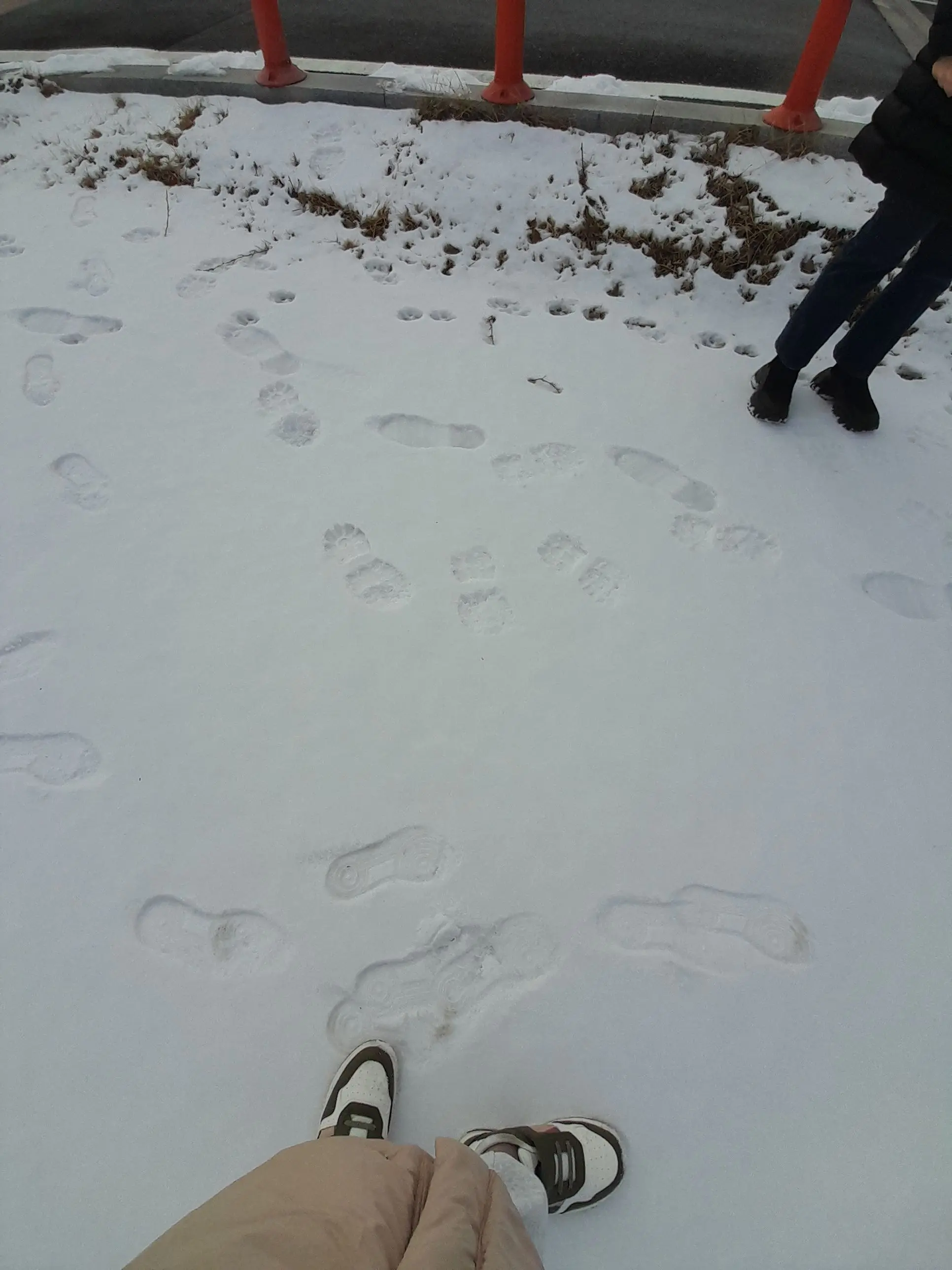 FlatChair0107의 쿠키런: 킹덤 (학교버전ㅡ여우있음)