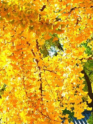 UpsetCat4121의 단풍잎 질 무렵